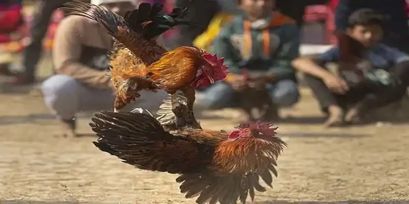 Giới thiệu gà Kỳ Lân