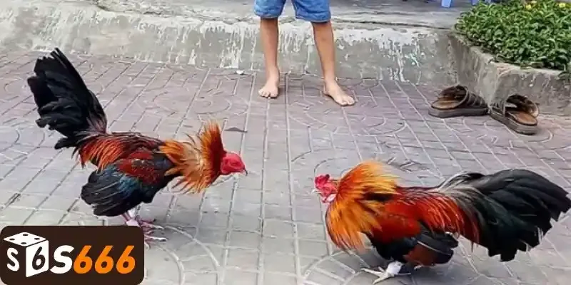 Hướng dẫn quy tắc chơi cơ bản