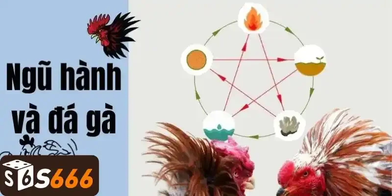 Kinh nghiệm chăm sóc gà khoẻ mạnh